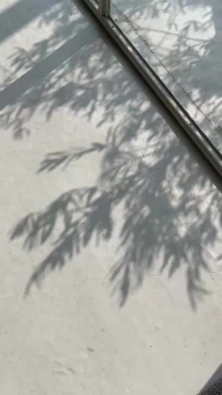 光の中で床に落ちるオリーブの影